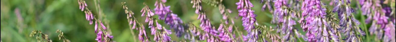 Alaska Ethnobotany