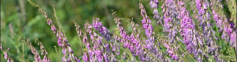 Alaska Gardens