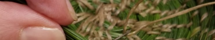 Pine Needle Basket