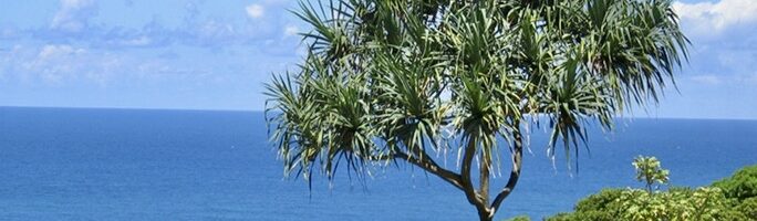 Lauhala