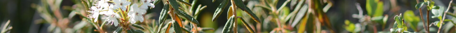 Alaska Ethnobotany