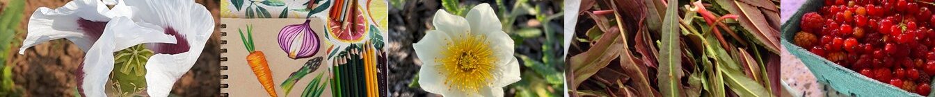 Alaska Ethnobotany