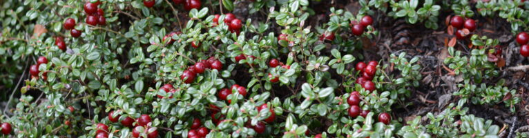 Alaska Ethnobotany Program (EBOT)