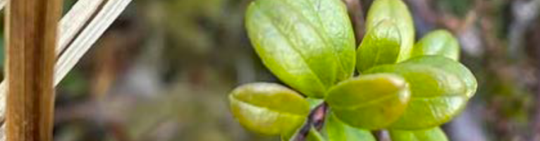 Respectful Harvesting Guidelines by Kayaani Sisters Council