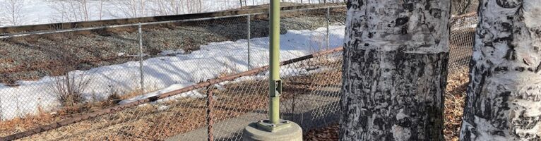 Noticing Culturally Marked Birch Trees