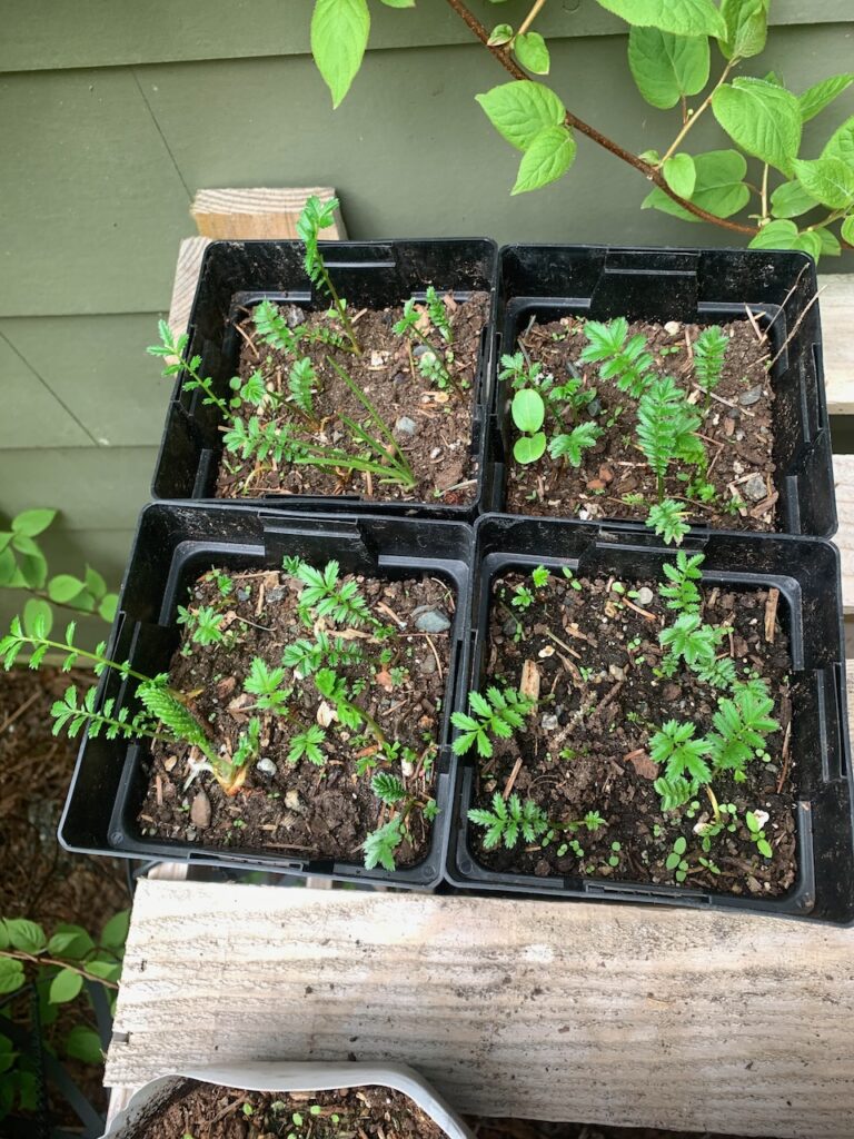 Pots with young plants