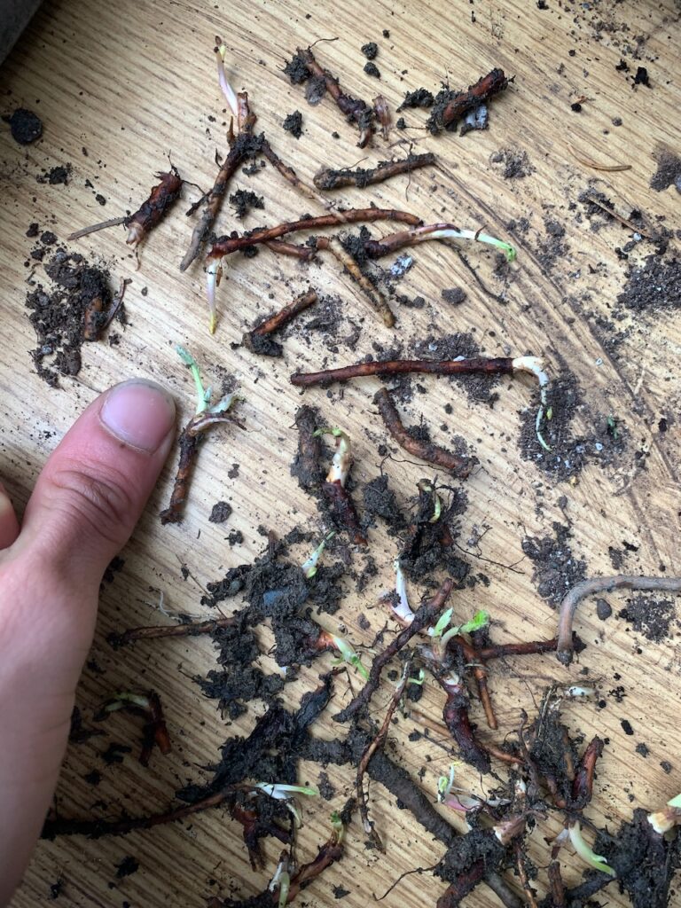 Dirt and root segments on wooden surface