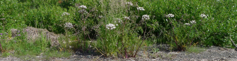 Deadliest Plants of Alaska by Juanita Magnetek